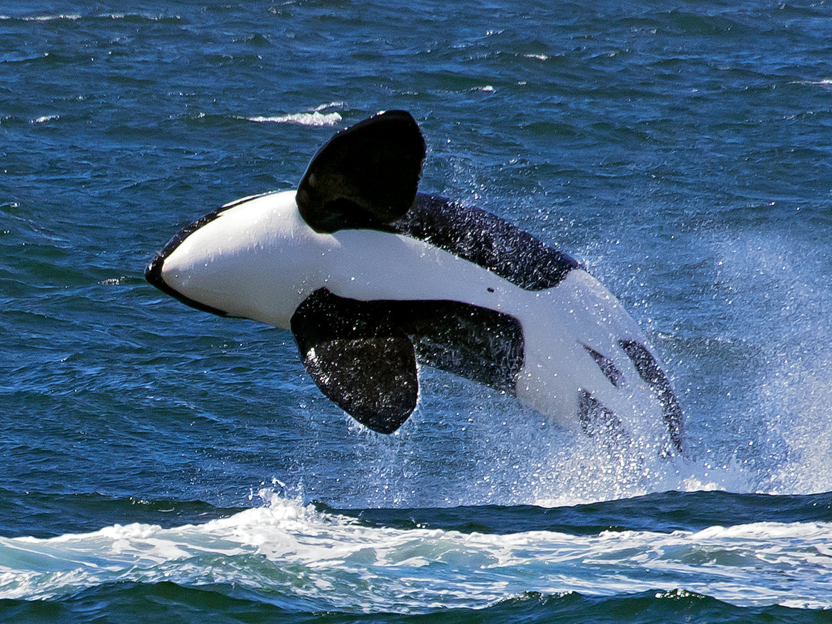 MONTEREY-ORCA-
