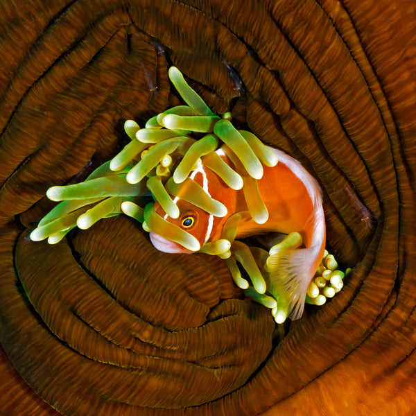 'Safe'   ........   This particular image is one of my favs. At night, the anemone closes up & this clownfish was trying to hide in what part was left to hide in. You can see several glass shrimp on the anenome wall if you look closely.