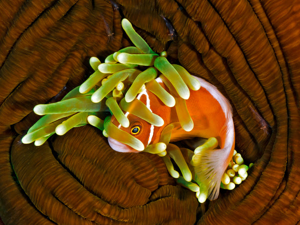 'Safe'   ........   This particular image is one of my favs. At night, the anemone closes up & this clownfish was trying to hide in what part was left to hide in. You can see several glass shrimp on the anenome wall if you look closely.