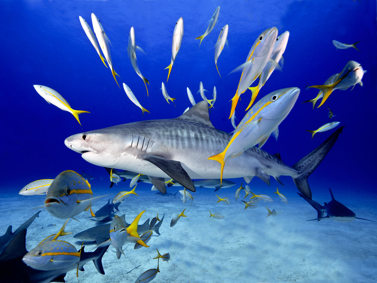 'Tiger Beach Scene'..... Sometimes the creatures in the ocean pose