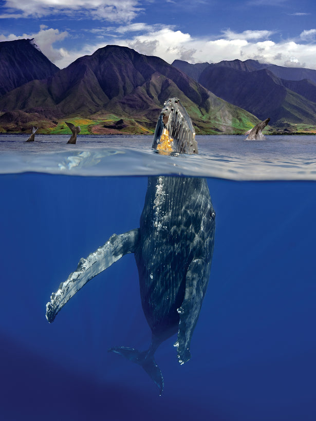 WHALES