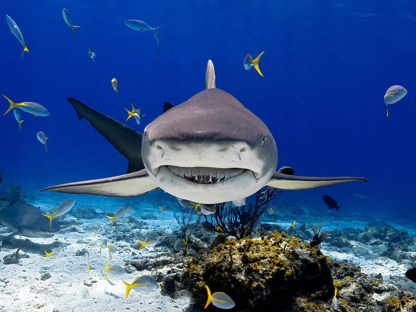 SHARKS &amp; RAYS
