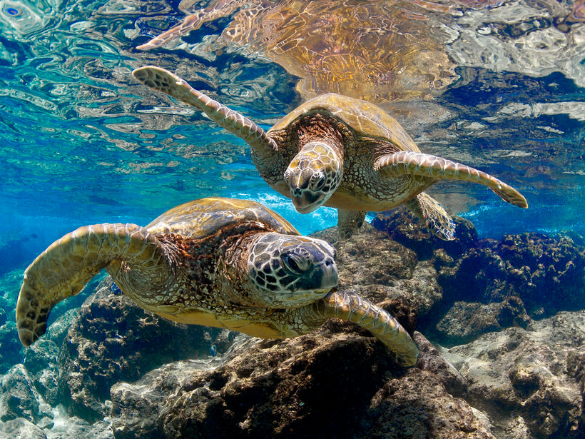 TURTLES