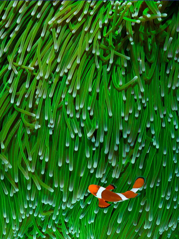 FISH, DOLPHINS, &amp; OCEAN CREATURES