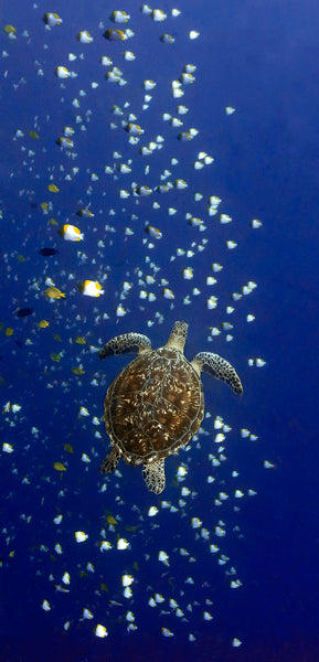 'Galaxy'   ........  A beautiful Pacific Green Turtle rises in the blue, surrounded by a school of Butterfly Fish. Image was captured while diving the coral reefs of Bunaken National Park, Indonesia.