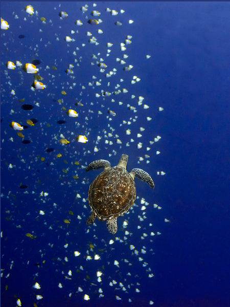 'Galaxy'   ........  A beautiful Pacific Green Turtle rises in the blue, surrounded by a school of Butterfly Fish. Image was captured while diving the coral reefs of Bunaken National Park, Indonesia.