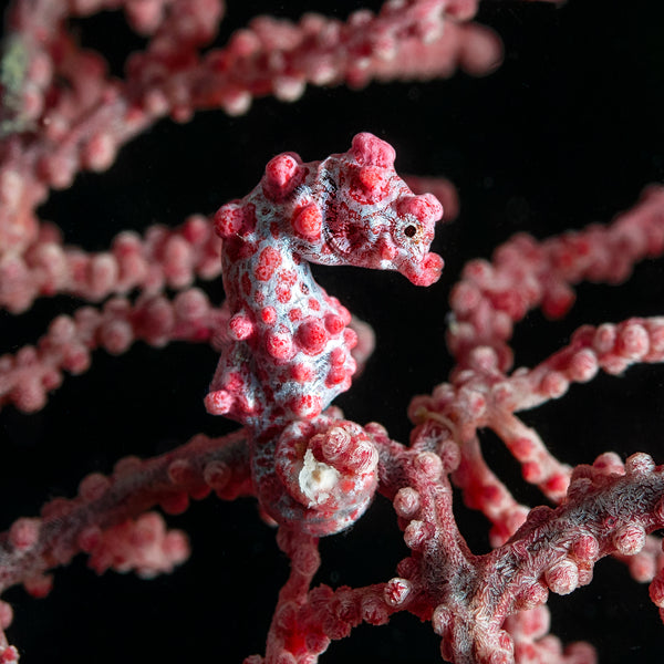 'Pinky'   ........  Less thana half inch tall, the pigmy seahorse is a camouflaged delight!
