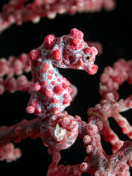 'Pinky'   ........  Less thana half inch tall, the pigmy seahorse is a camouflaged delight!