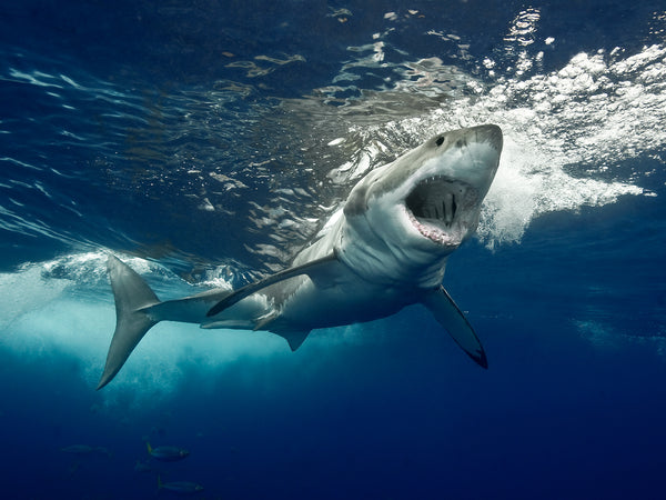 Agave Sharkskin GreatWhiteSharkスペシャル278 APEX-MAJESTY_grande.jpg?v=