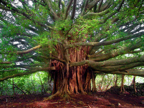 'Big Ol' Tree'