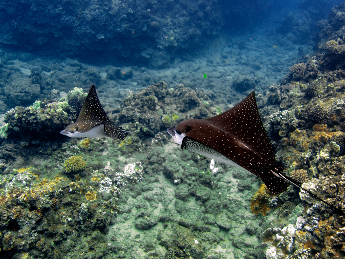 'Blackrock Rays' ........ At Maui's Ka'anapali Beach is the famous Bla ...