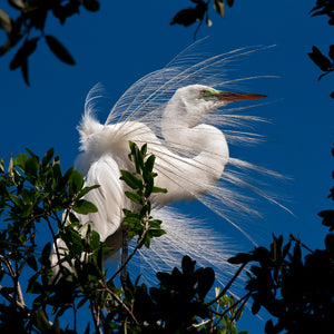 'Egret in the Wind'