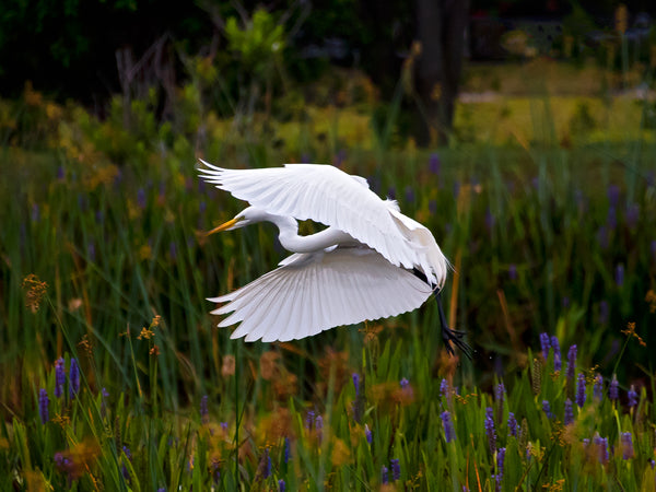 'Great White Egret In Flight'