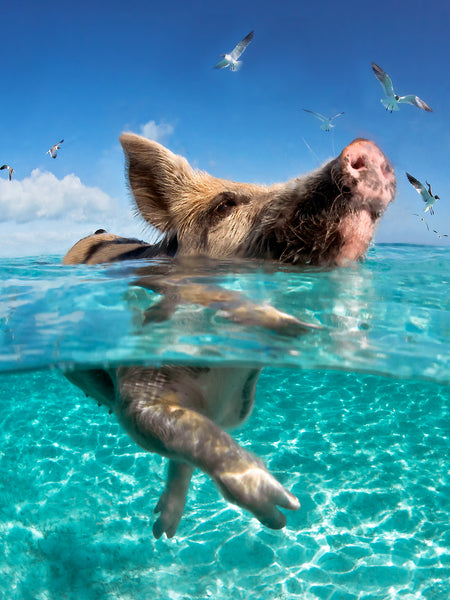 'If Pigs Could Swim'