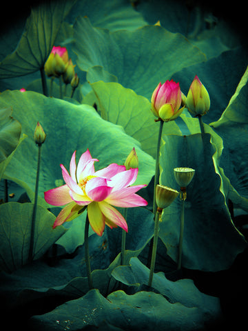 'Lotus Forest'