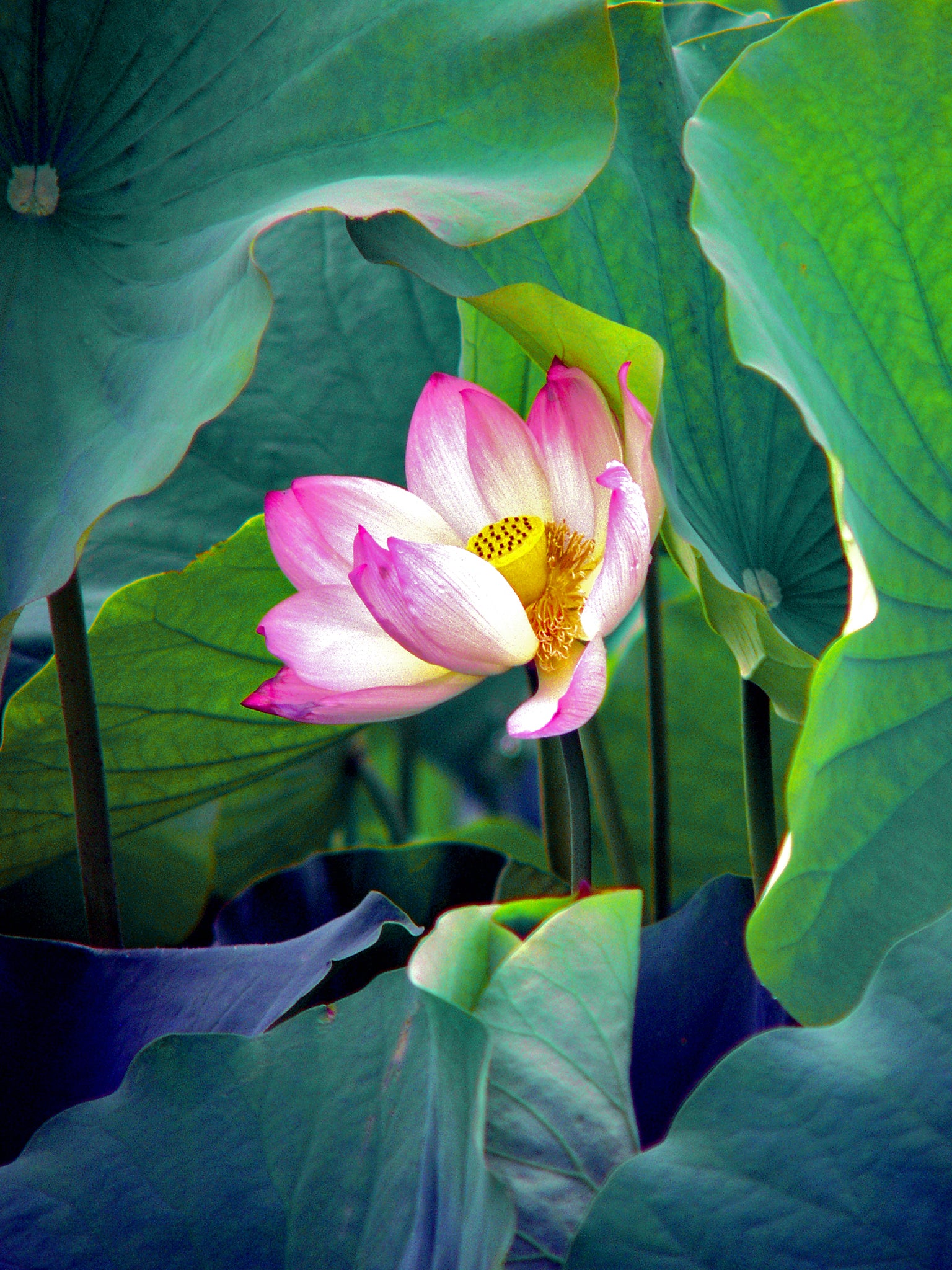'Peeking Lotus'